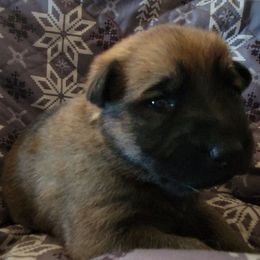 Purple - Sable female German Shepherd puppy in Pahrump, Nevada from Rayler Kennels