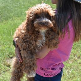 Marigold - Red female Cockapoo puppy in Hopkins, South Carolina from Sugar and Spice Cockapoos