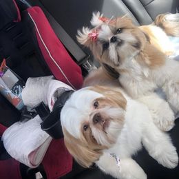 Shih Tzus from Almost Heaven Shih Tzu