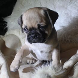 Pug Puppies from Pugs R 4 U in KY