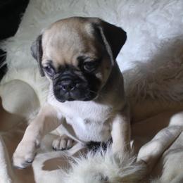 Pug Puppies from Pugs R 4 U in KY