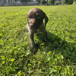 German Shorthaired Pointer Puppies from Erin McGhee