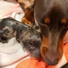 Trxie - Dapple female Dachshund puppy in Aragon, Georgia from Daschunds Unlimited