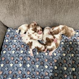 TBA - Blenheim male Cavalier King Charles Spaniel puppy in Pearl River, New York from Cooltomin Cavaliers