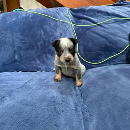 Boy 5 - Blue speckled male Australian Cattle Dog puppy in Concrete, Washington from Back Country Australian Cattle dogs