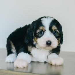 AJ - Tri-color male Bernedoodle puppy in Spanish Fork, Utah from K Brand Doodles