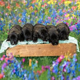 Irish Wolfhound Puppies from Cu Faoil Kennels