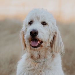 Goldendoodles from Mollyslilpups
