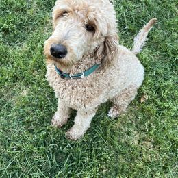 Ginger - Goldendoodle