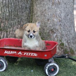 Velvet - Red female Pembroke Welsh Corgi puppy in Morgantown, Pennsylvania from Goldstar Puppies (License Number 18519)