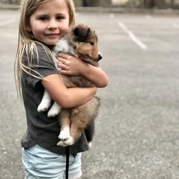 Shetland Sheepdog Puppies from Chas Petersen