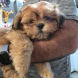 Juno - Liver male Shih Tzu puppy in Middleburg, Florida from Furby Shih Tzu Family & Friends
