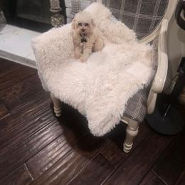 Max - Cream male Poodle puppy in Midway City, California from Rapture Red Poodles