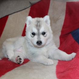 Paramore - Gray and white female Siberian Husky puppy in Le Sueur, Minnesota from Tevana Siberians LLC