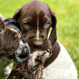 German Shorthaired Pointer Puppies from Thunder Mountain Gun Dogs