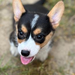 Cobalt - Black and tan male American Corgi puppy in Hope, Arkansas from Foxy Knoll Farm