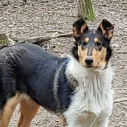 Vanessa - Collie