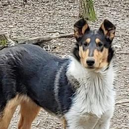 Vanessa - Collie