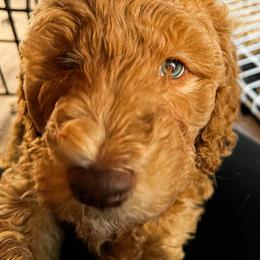 Goldendoodle Puppies from Lundee Doodles