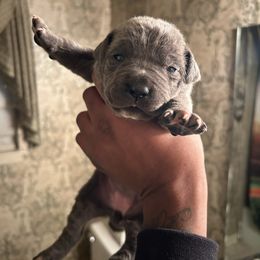 Bella - Gray female Cane Corso puppy in Dallas, Texas from Exotic Empire Kennels LLC