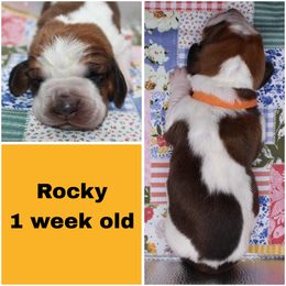 Rocky - Red and white male Basset Hound puppy in Jacksboro, Texas from Basset Hounds of Jacksboro, Tx