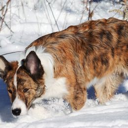 MAINES BINDI - Brindle female Border Collie puppy in Richmond, Maine from Lil Maine Border Collies