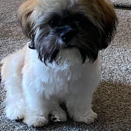 Shih Tzu Puppies from Grandma Ts Precious Puppies