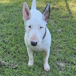 Iris - White black and tan female Bull Terrier puppy in Sprauge, Washington from Mark My Words Bull Terriers