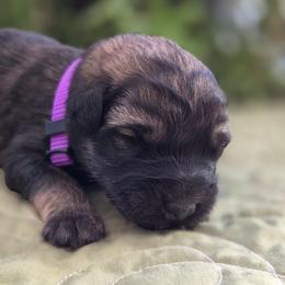 Chestnut - Fawn female Bouvier des Flandres puppy in Drury, Missouri from Black Bears Critters