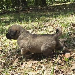 Boy 1- Green - Fawn male Anatolian Shepherd Dog puppy in La Grange, Georgia from Florida Anatolian Shepherds
