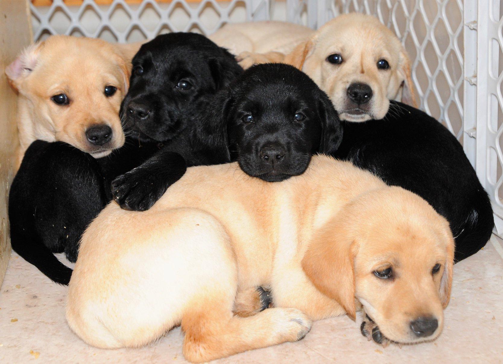 Puppies avaiable for christmas pennsylvania apa
