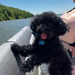 Oliver - Poodle