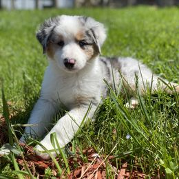 Plaid  - Miniature Australian Shepherd