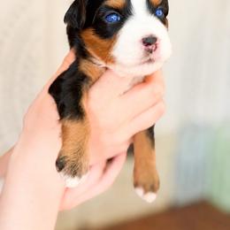 Cobalt - male Australian Mountain Doodle puppy in Henry, Illinois from Rowe Farms Doodles