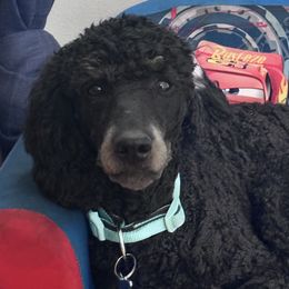 Poodles from Central Coast Poodle Paws