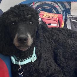 Poodles from Central Coast Poodle Paws