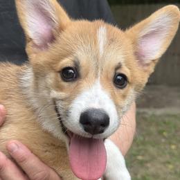 Pembroke Welsh Corgi puppies from Corgivilla