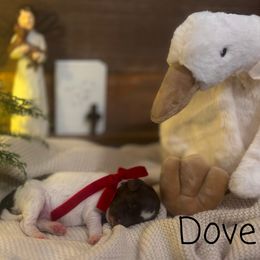 Dove - Parti female Assorted Doodle Crosses puppy in West Monroe, Louisiana from Southern Haven Doodles