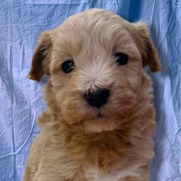 Girl 5 - Apricot female Schnoodle puppy in Rancho Cordova, California from Snickerdoodle Doodles