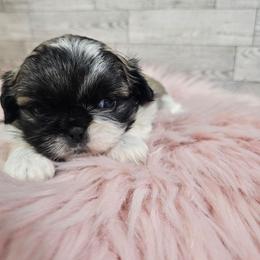 Bailey's Girl - White female Pekingese puppy in Maurice, Louisiana from Stephanie's Bayou Pekingese