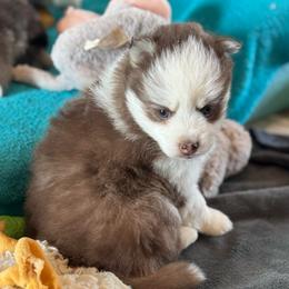 Ginger - Red and white female Pomsky puppy in Gunter, Texas from The Painted Pomsky