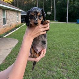 Willie - Dapple male Dachshund puppy in Rusk, Texas from S&C Doxies