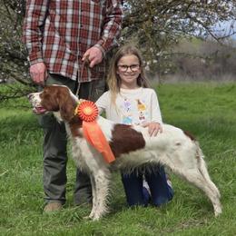 Irish Red and White Setter puppies from Waidman IRWS