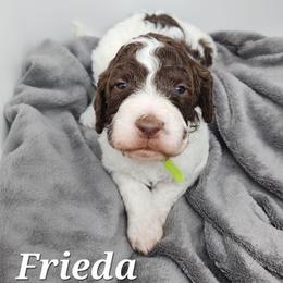 Frieda - Parti female Poodle puppy in Dover, Delaware from Dogtastic Poodles