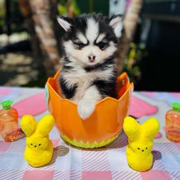 Taurus - Black and white male Pomsky puppy in Homeland, California from Lara's Ranch Pomskies