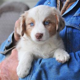 Butch Cassidy - Miniature Australian Shepherd puppy in Oregon from Locust Grove Mini Aussies and American shepherds