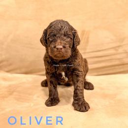 Oliver - Chocolate male Goldendoodle puppy in Dallas County, Texas from Dream A Little Doodle