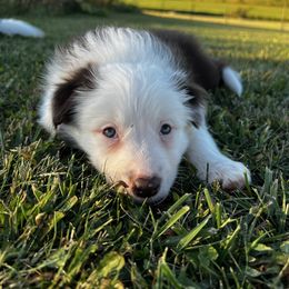 Girl 4 - Red female Border Collie puppy in Memphis, New York from Dual Traxx Border Collies