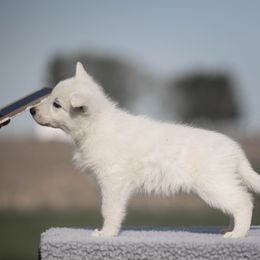 Green girl - White female Berger Blanc Suisse puppy in Chestnut, Illinois from Fireside Fernweh