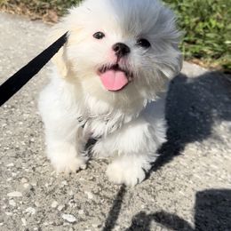 Shih Tzu Puppies from Prescious Shih Tzu’s